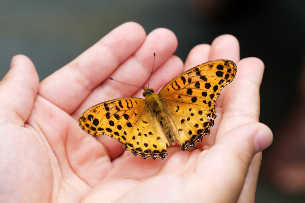 Encanto, Desencanto e Inquietude, por Eugenio Lara (in memoriam) butterfly-4396444_1280