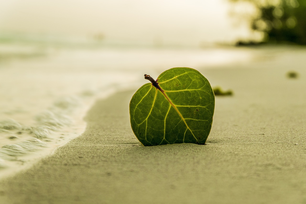 beach-394503_1280