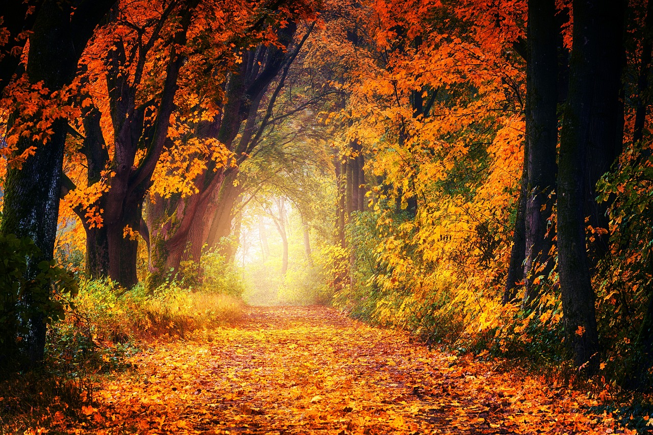 fall-3186876_1280