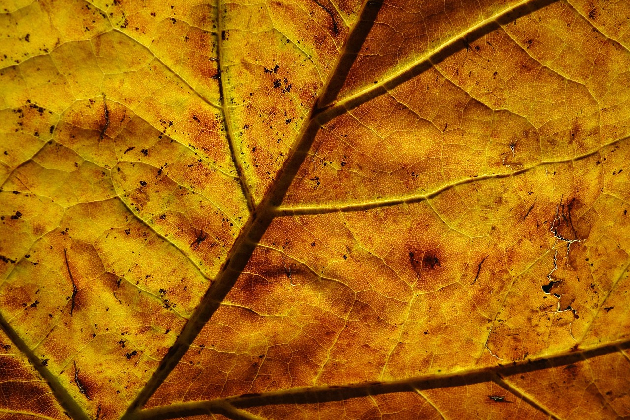 leaf-3755340_1280