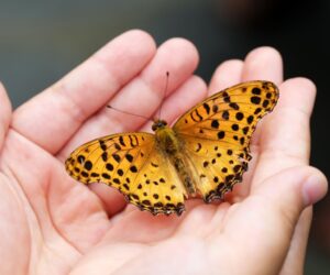 Entre o Espírito e a Razão: fenômenos medianímicos e a fidelidade a Kardec, por Márcio Sales Saraiva butterfly-4396444_1280