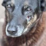 Não é só por (uma) orelha!, por Marcelo Henrique