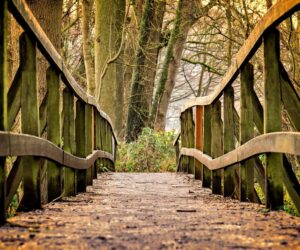 tama66-bridge-3024773_1280